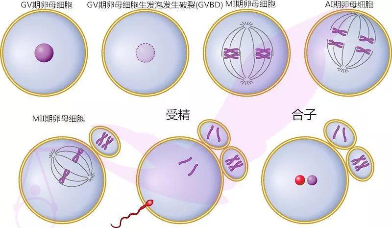 供卵和自卵哪个成功率高_供卵和自卵：哪个成功率更高？