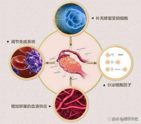供卵代怀是什么意思-供卵代怀：意义解析