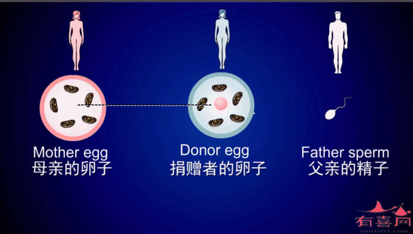 供卵过程_探索供卵过程：从选取到捐赠的全面解读”