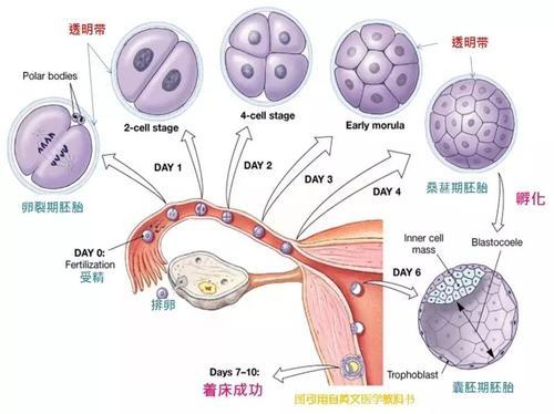 供卵试管代怀什么意思【供卵试管代怀意义解析】