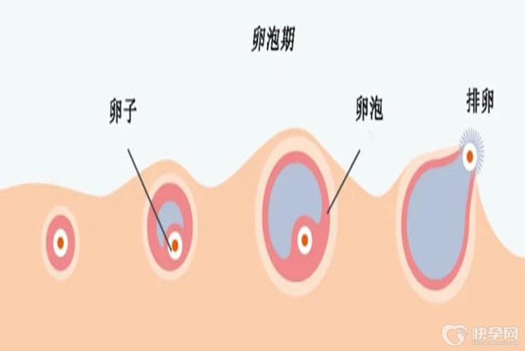 供卵和试管有什么区别(供卵与试管婴儿有什么区别？)